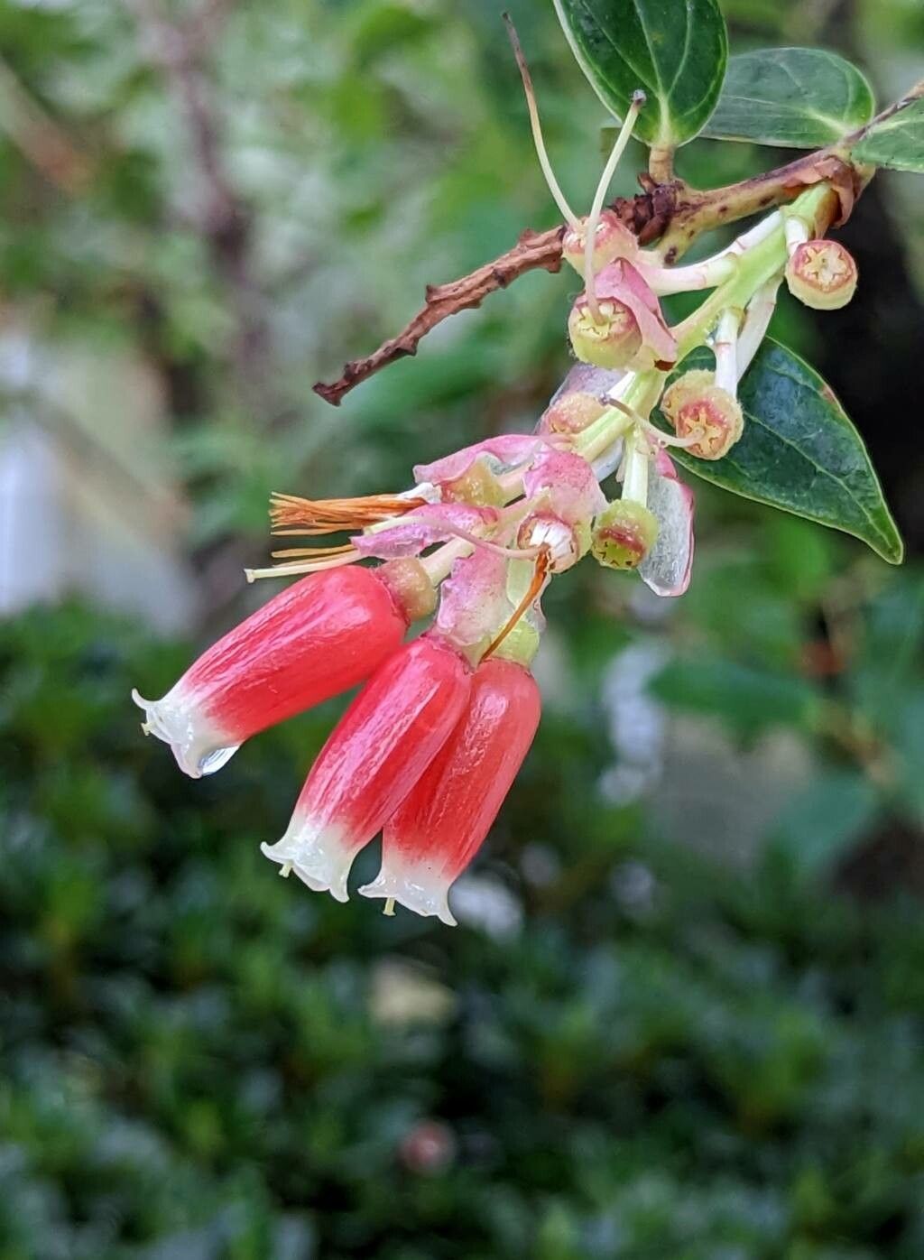 Cavendishia bracteata flower
