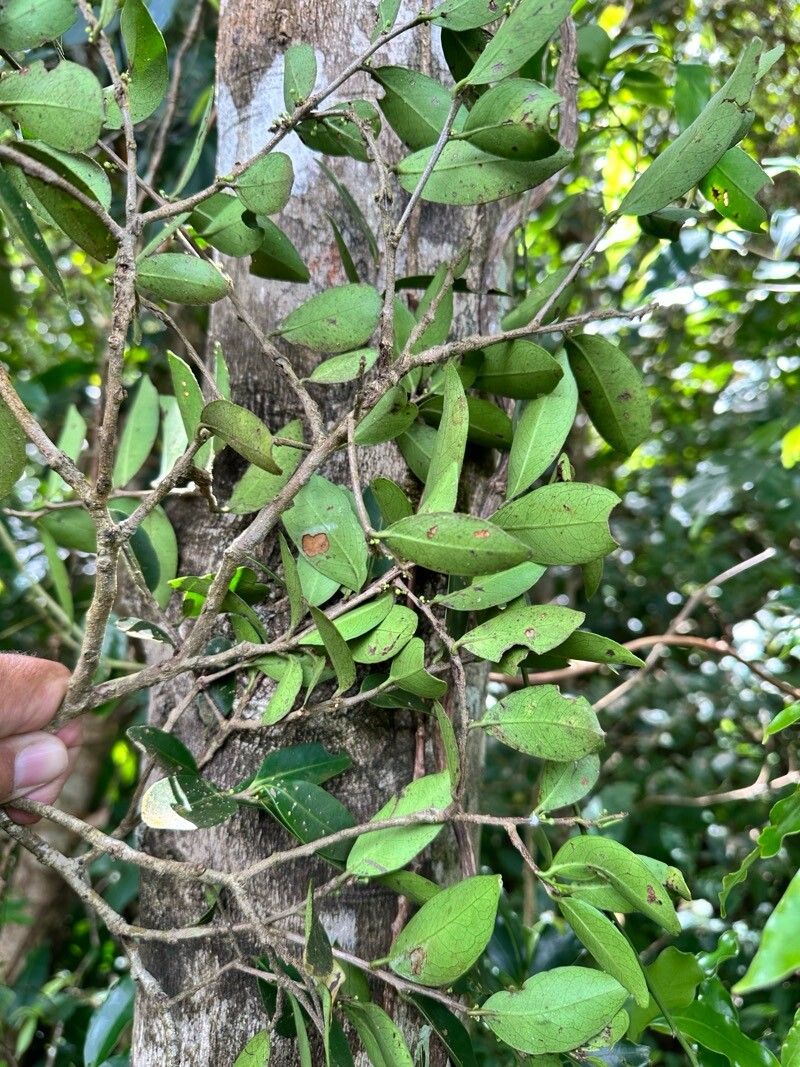 Maytenus segoviarum leaf
