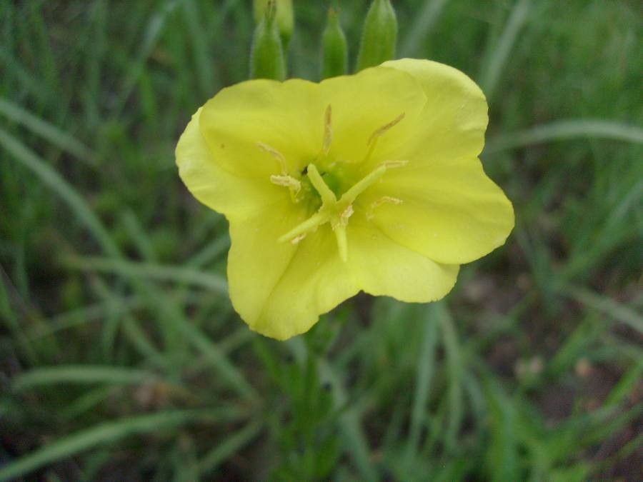 Oenothera triloba flower