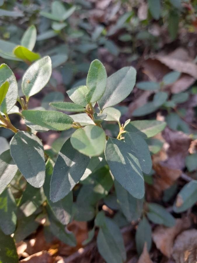 Correa bauerlenii — related species from the same genus