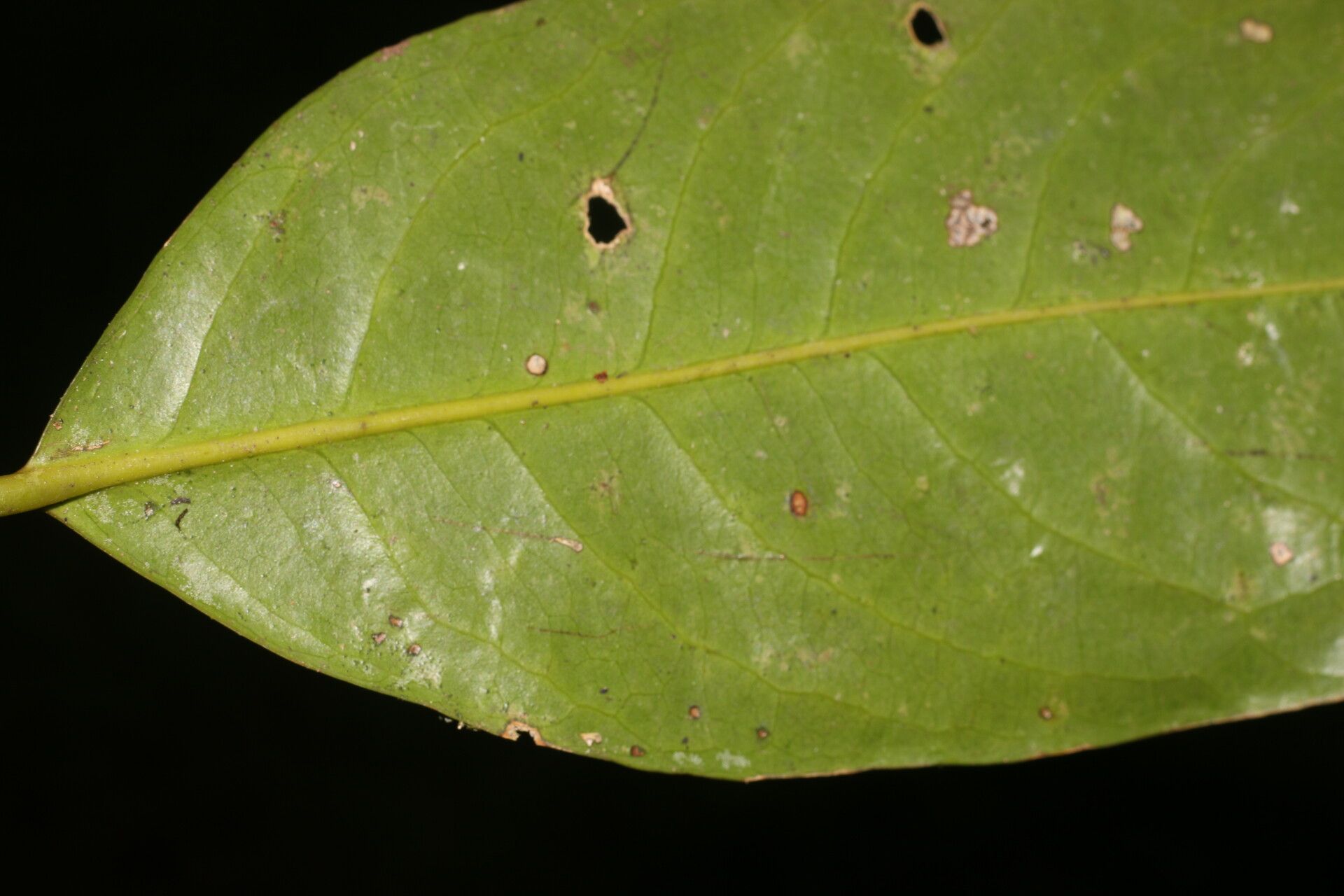 Drypetes brownii leaf