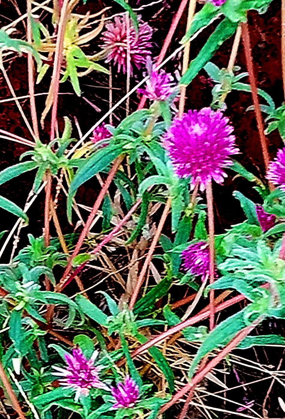 Gomphrena canescens