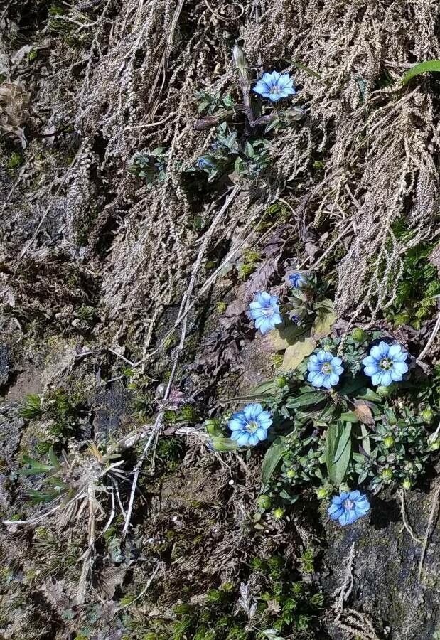 Gentiana depressa — search result for 'Gentiana'