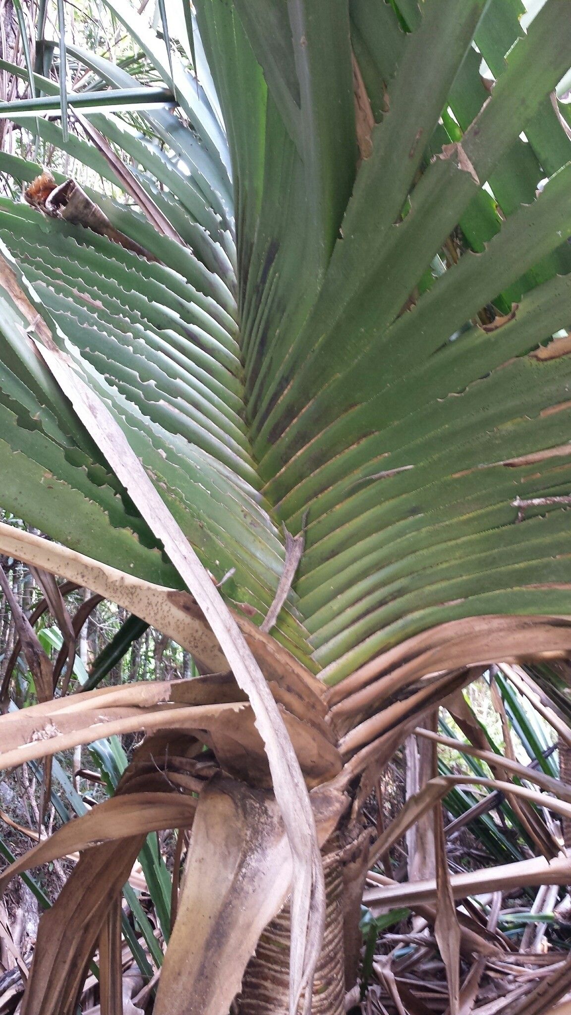 Pandanus spinifer — houseplant care guide