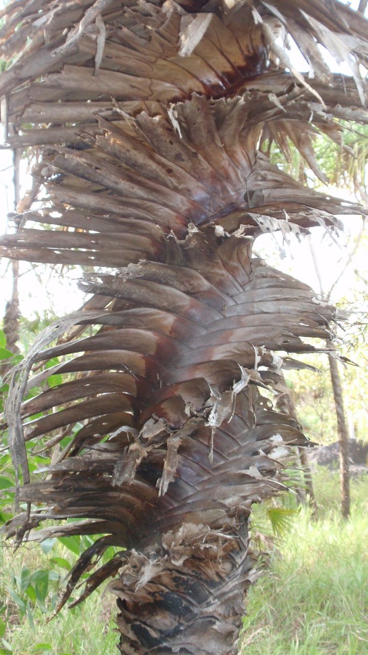 Pandanus spiralis bark