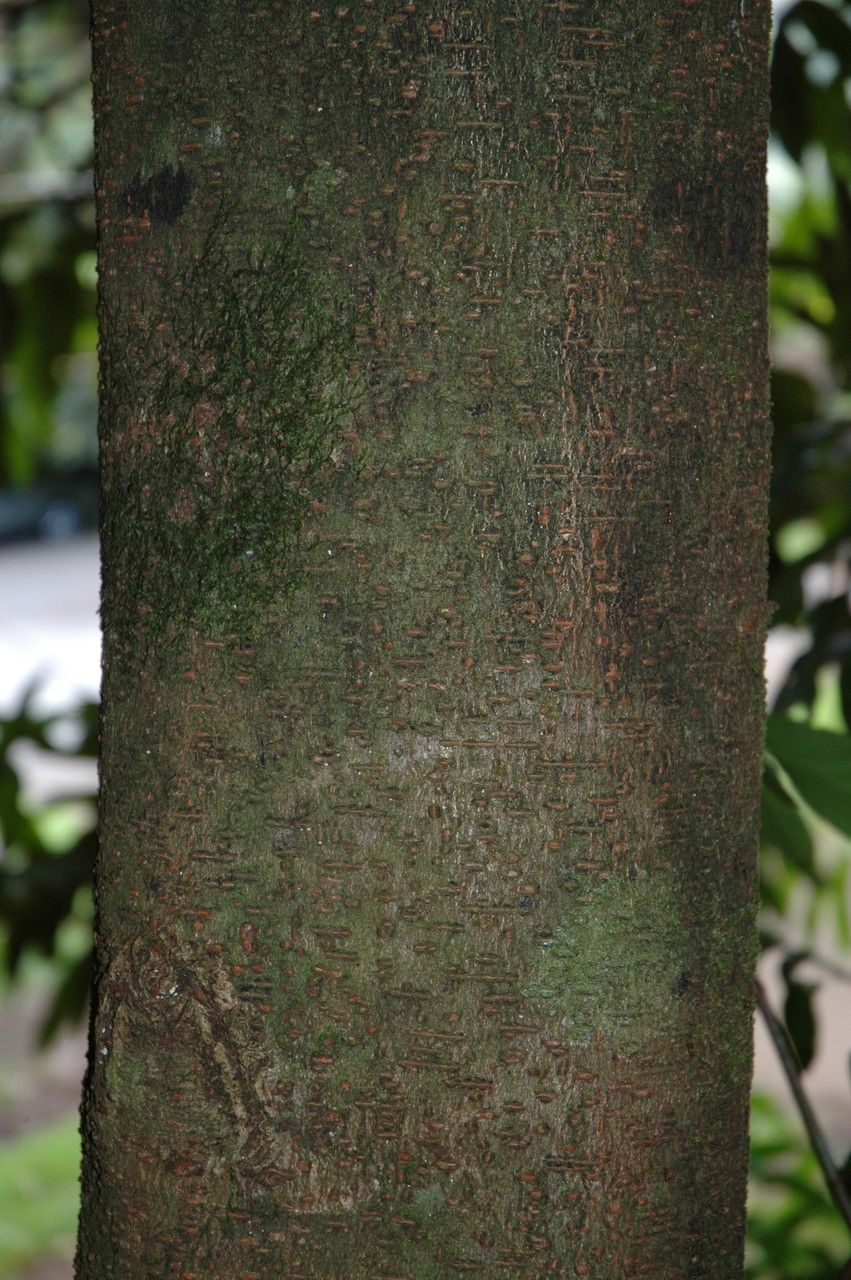 Amherstia nobilis bark