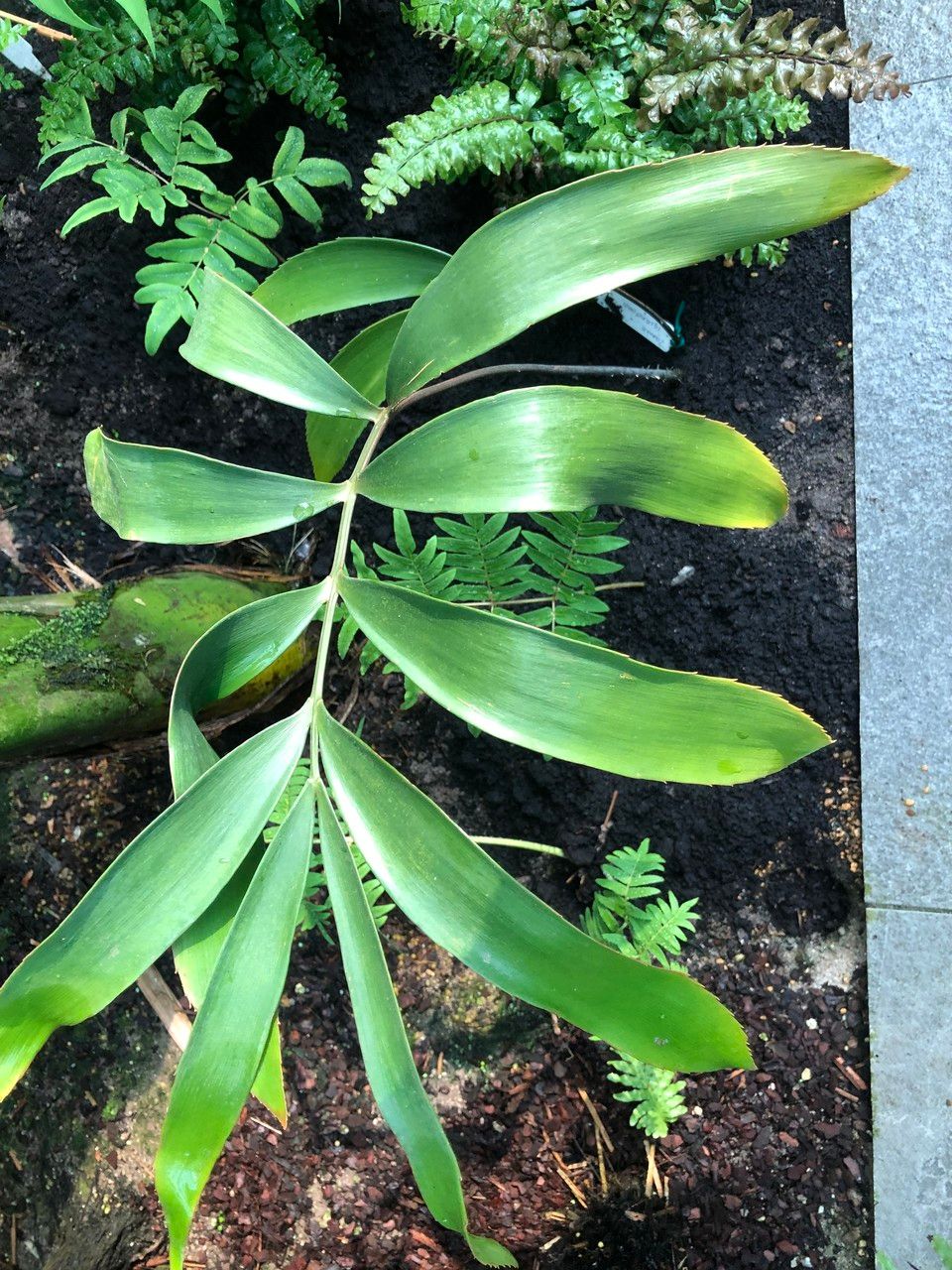Zamia lacandona leaf