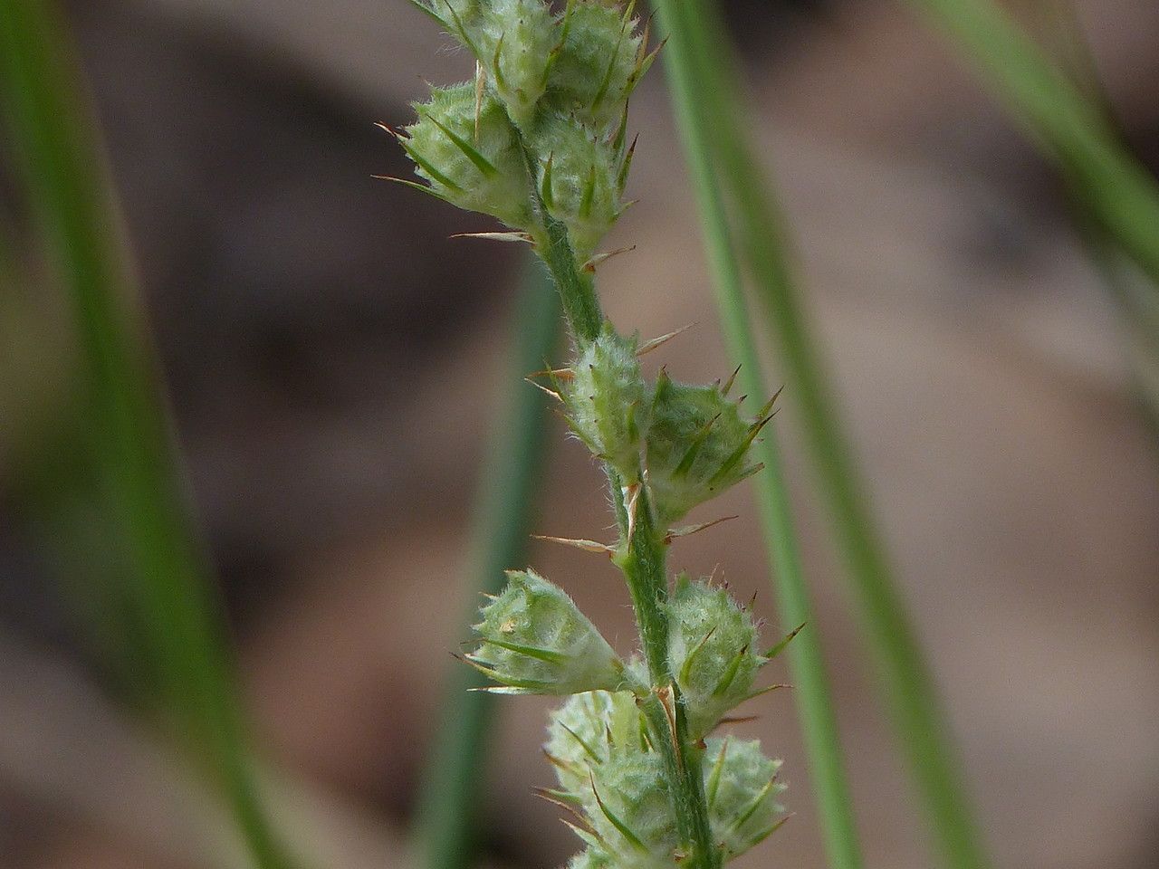 Onobrychis supina fruit
