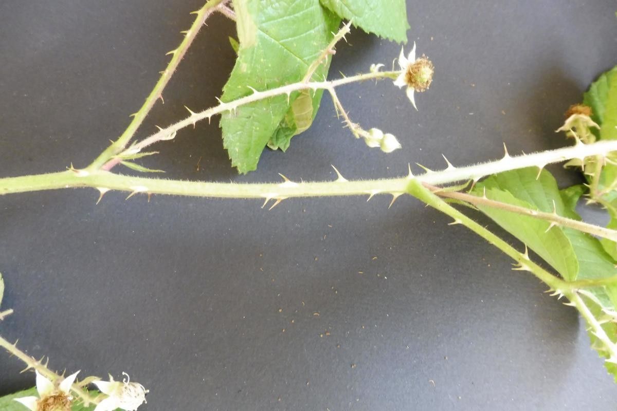 Rubus radula flower