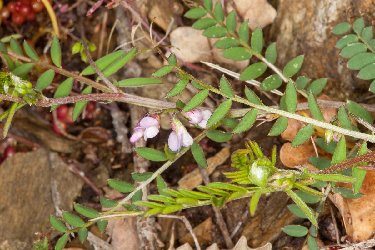 Vicia disperma — search result for 'Vicia'