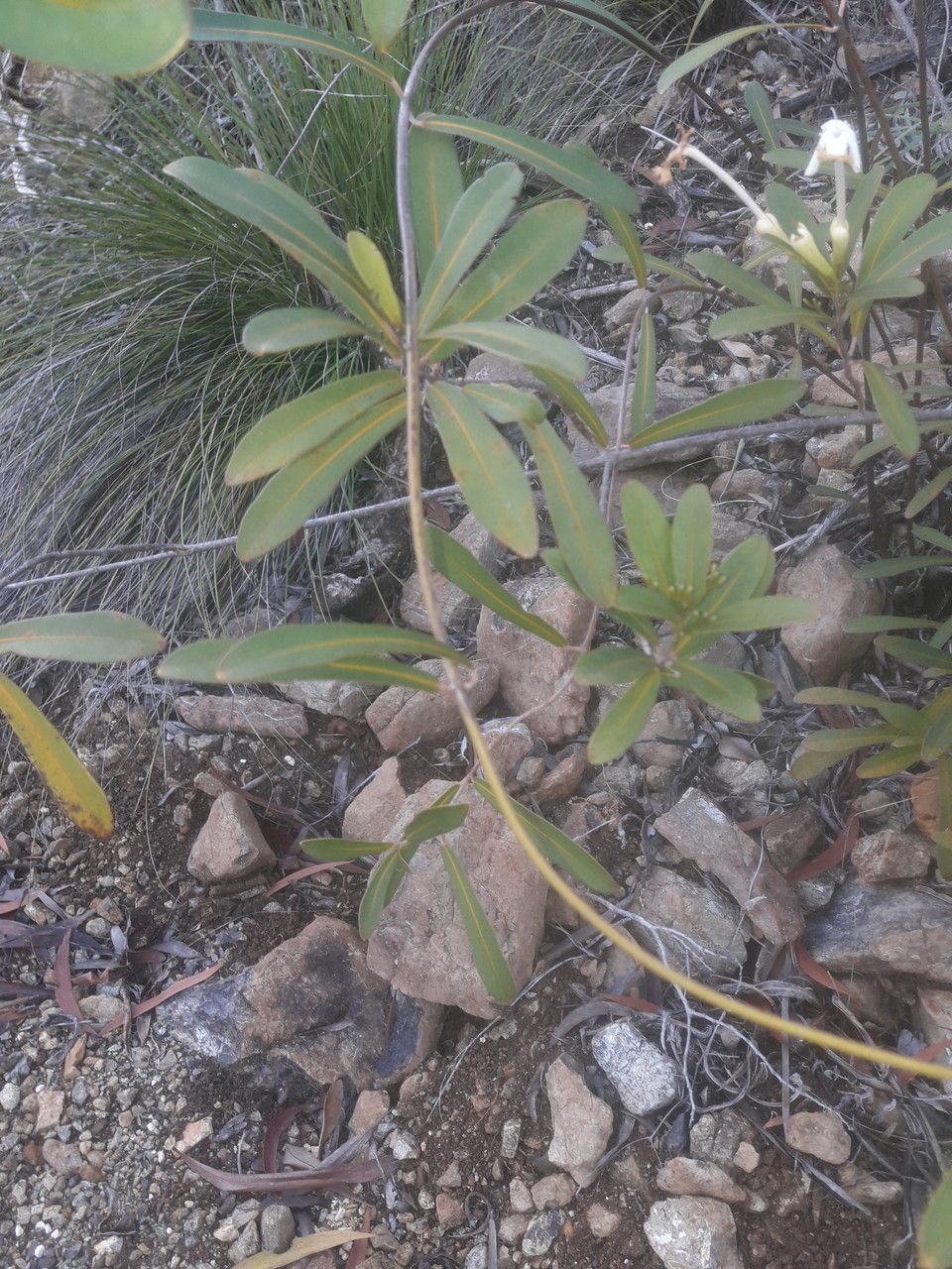Oxera neriifolia habit