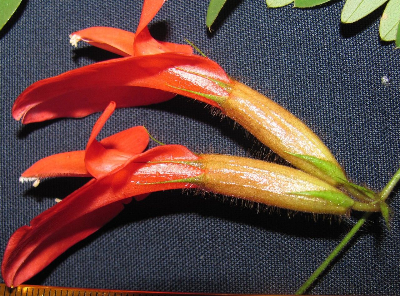 Clitoria pinnata flower