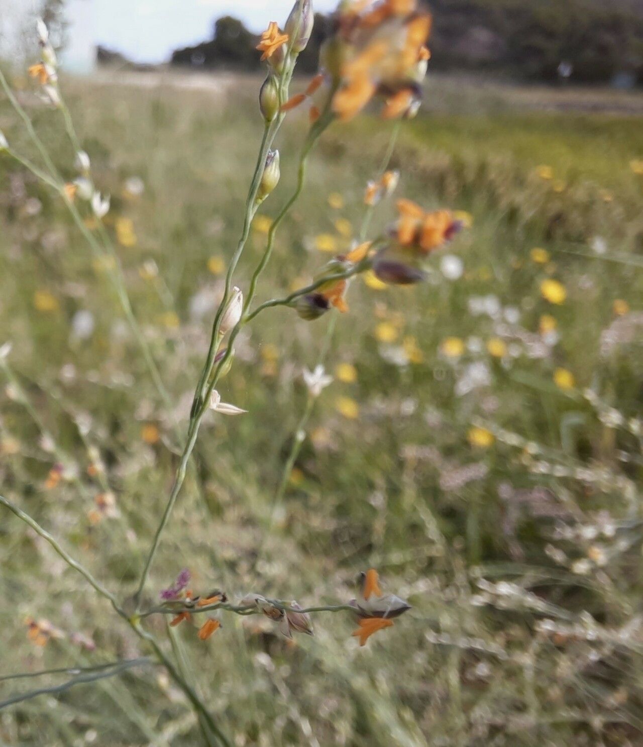 Panicum repens fruit