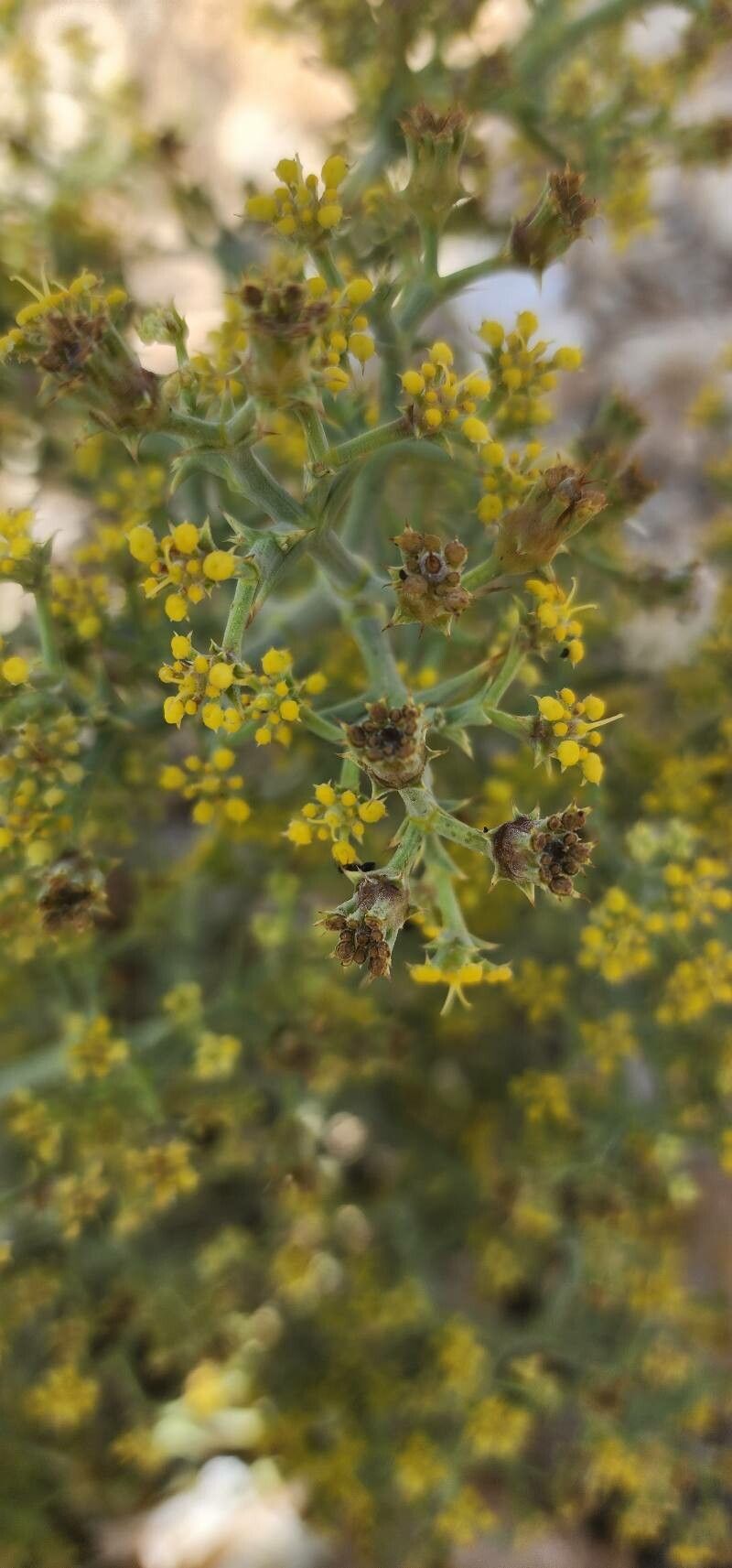 Echinophora sibthorpiana flower