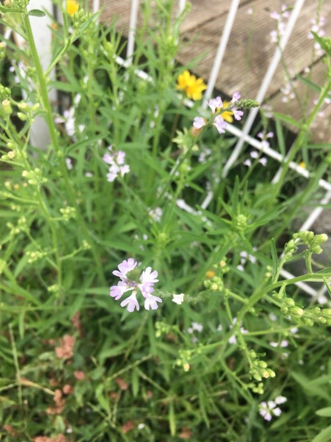 Verbena halei flower