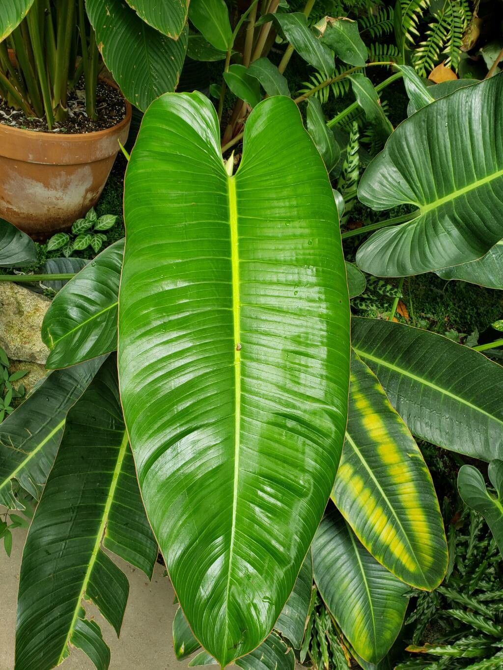 Philodendron schottii — houseplant care guide