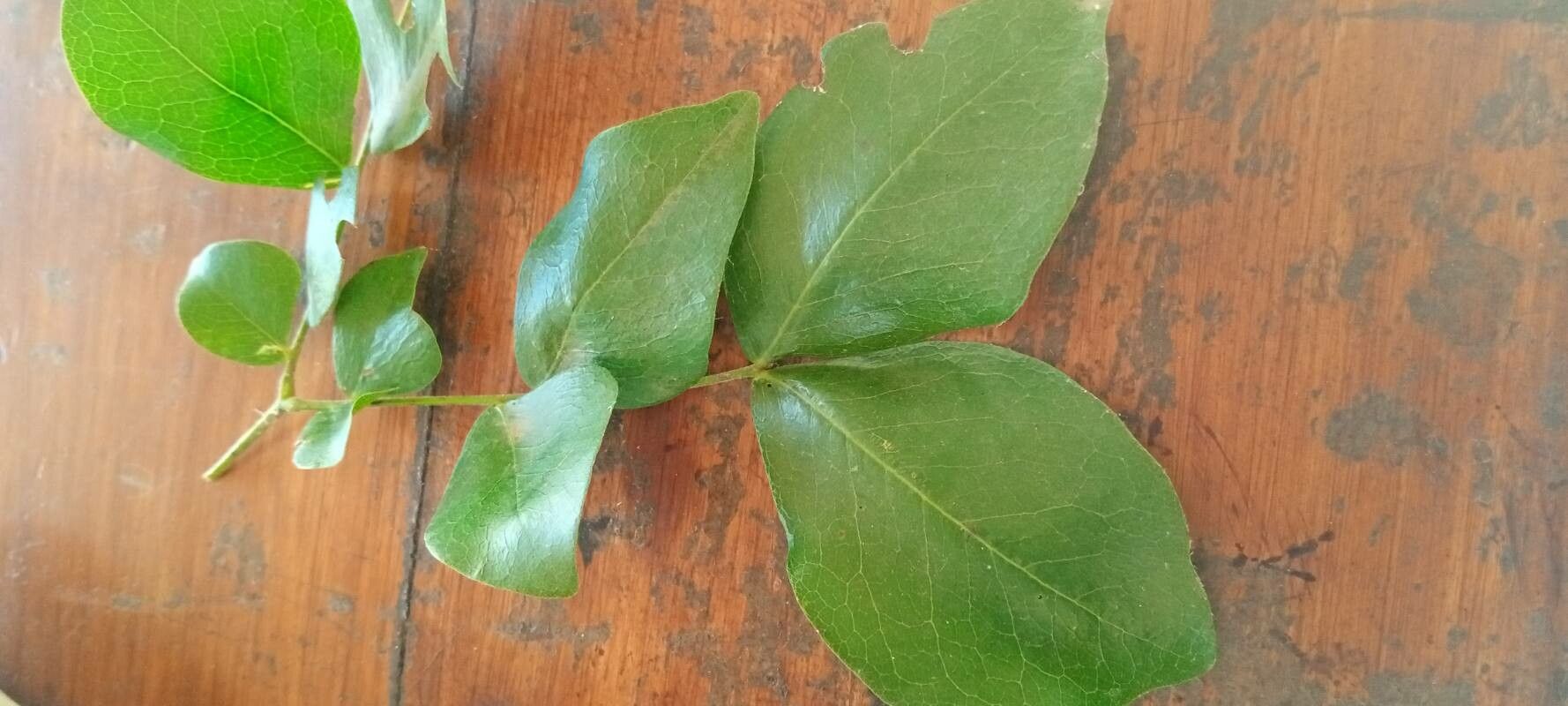 Haplocoelum inoploeum — related species from the same genus