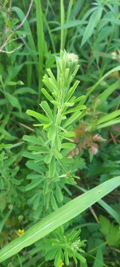 Lespedeza cuneata leaf