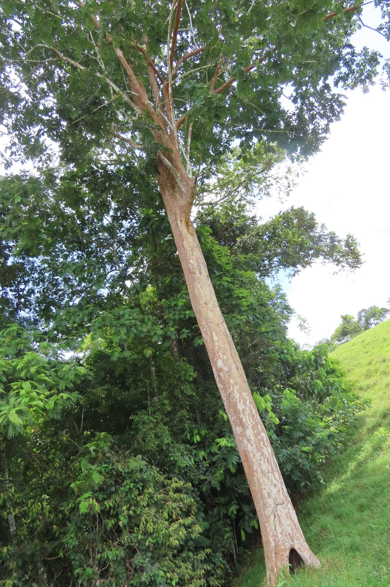Dipteryx oleifera habit