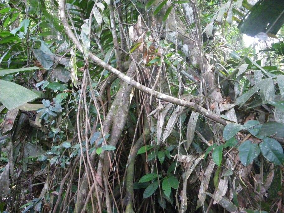 Uapaca niangadoumae — houseplant care guide