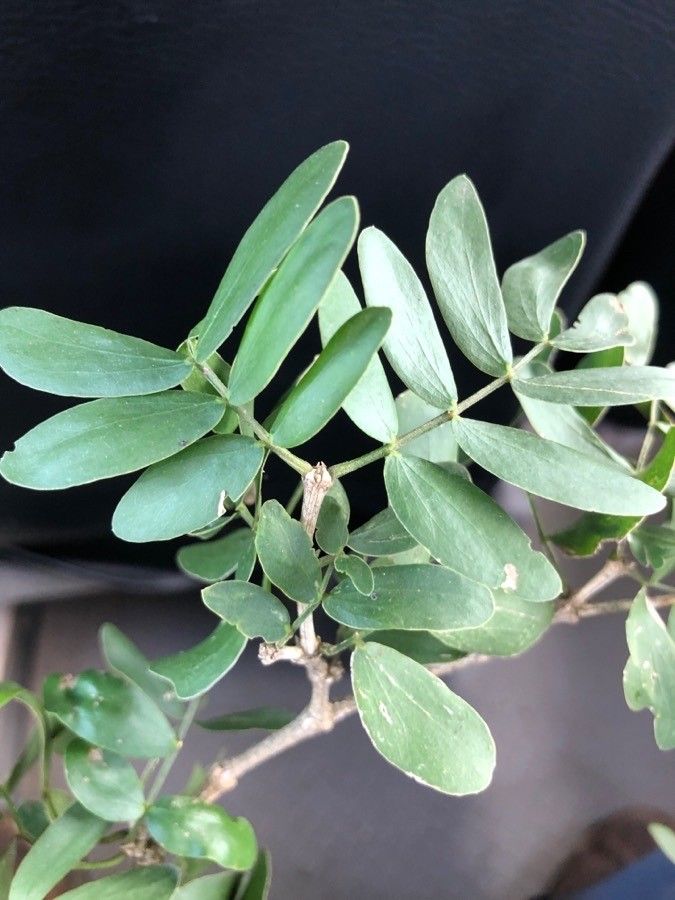 Guaiacum sanctum leaf