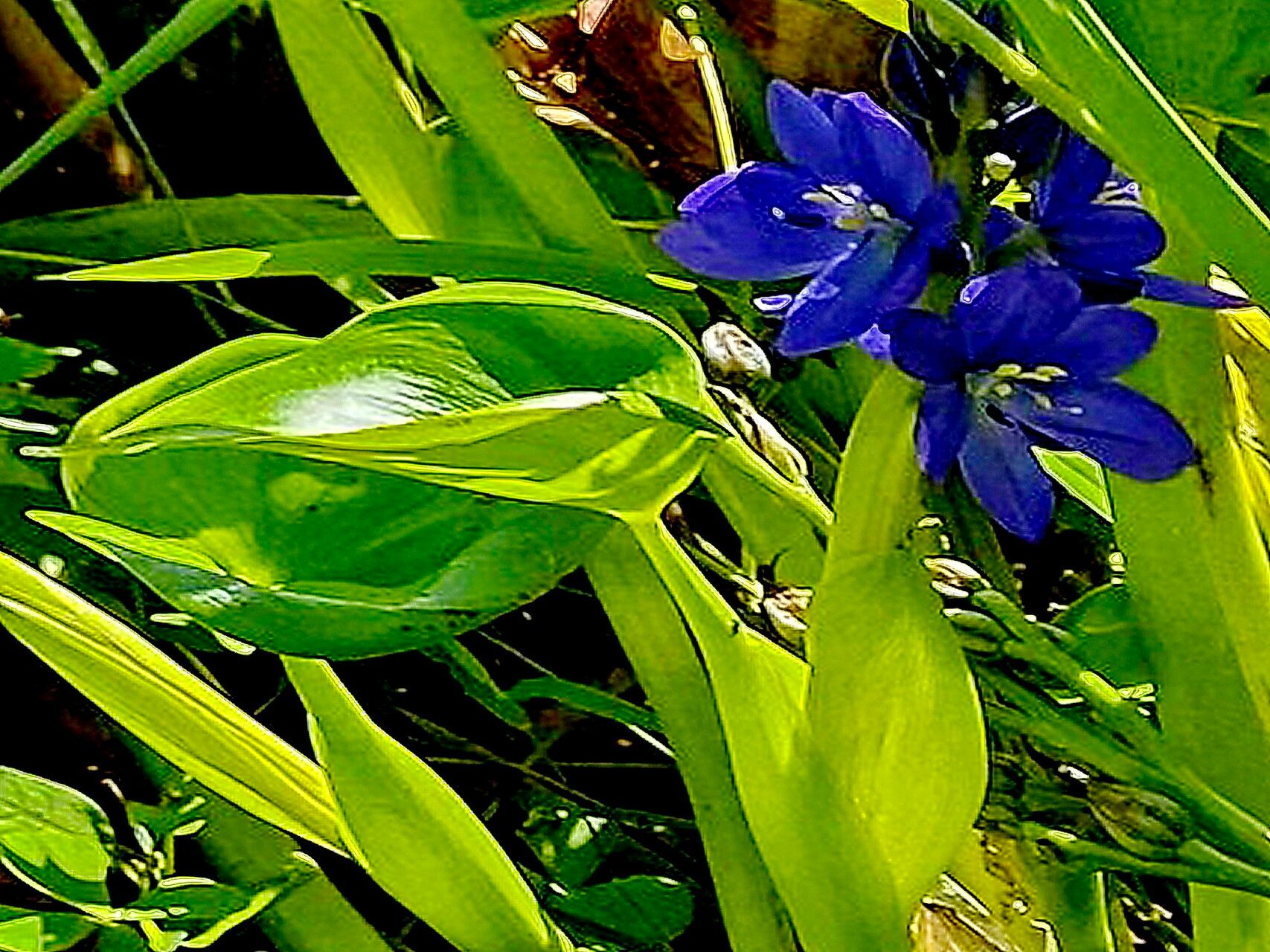 Pontederia korsakowii — search result for 'Pontederia'