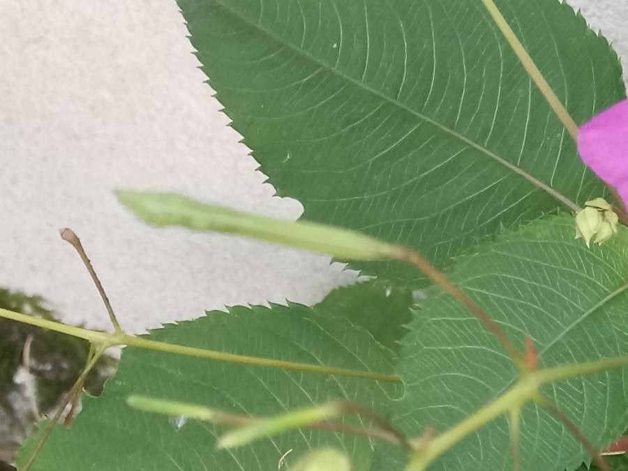 Impatiens balfourii fruit