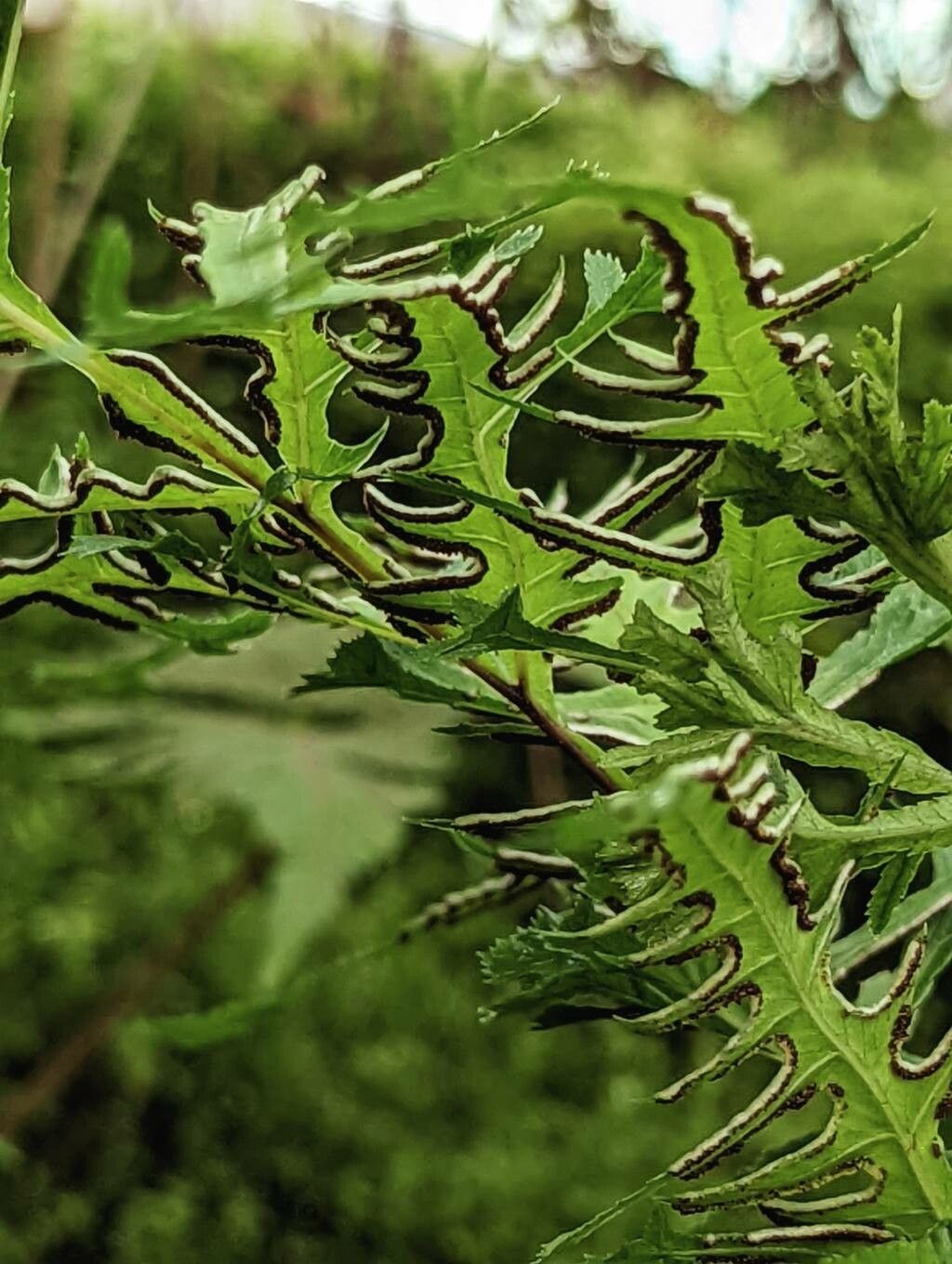 Pteris cretica fruit