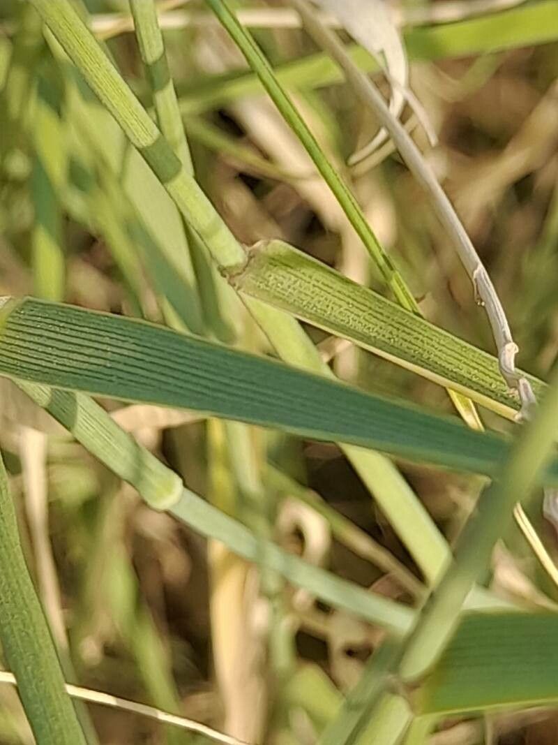 Pennisetum divisum leaf