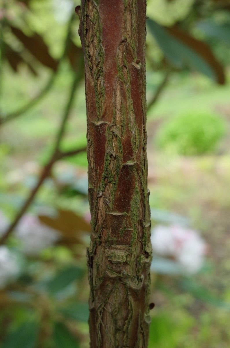 Rhododendron rex bark