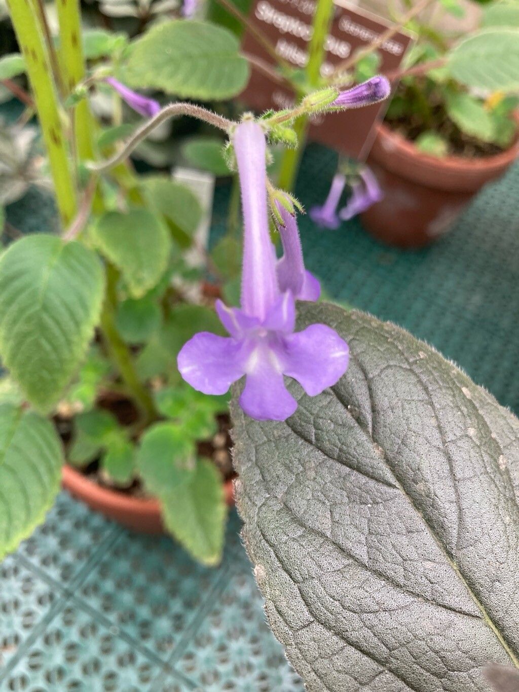 Streptocarpus hilsenbergii flower
