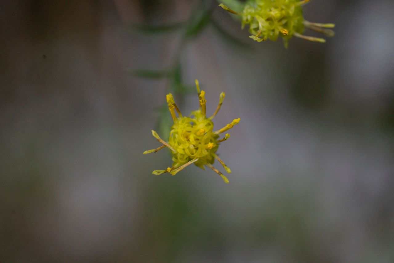 Galatella cretica flower