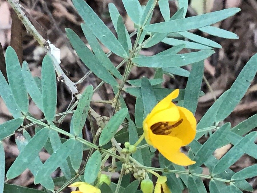 Senna artemisioides flower