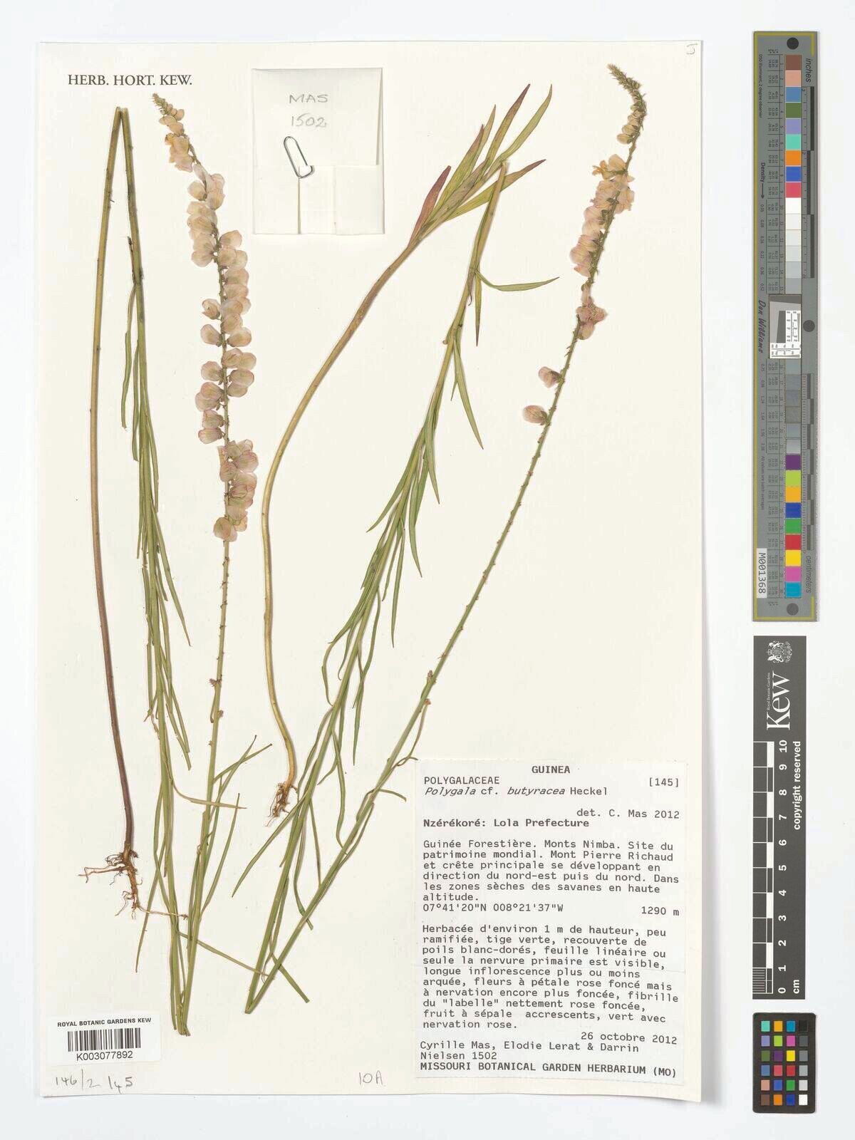 Polygala butyracea — houseplant care guide