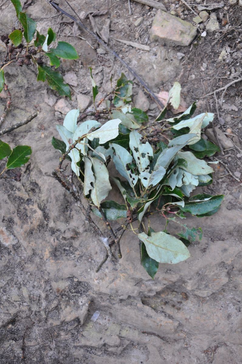 Rhododendron championiae — houseplant care guide