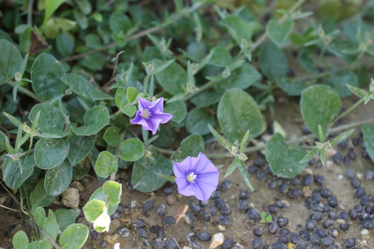Convolvulus siculus flower