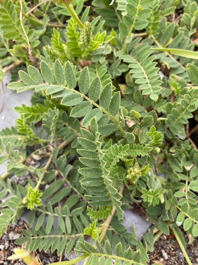 Astragalus cicer leaf