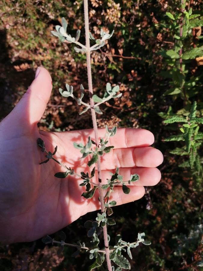Teucrium brevifolium — search result for 'Teucrium'