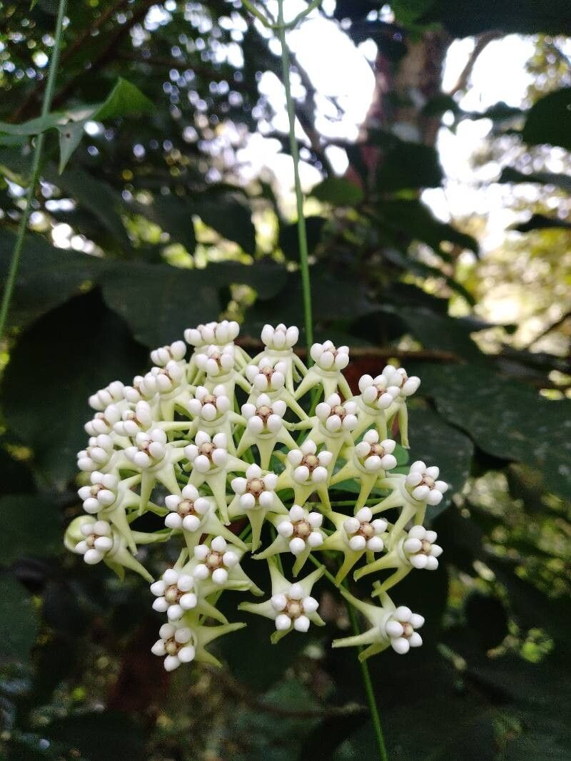 Funastrum bilobum — related species from the same genus