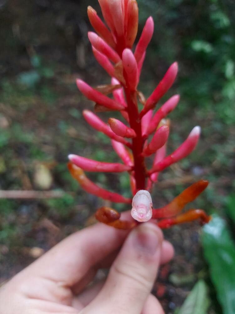 Renealmia chrysotricha flower