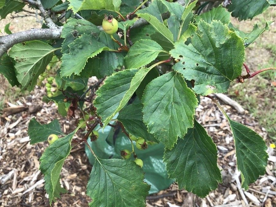 Crataegus macrosperma — search result for 'Crataegus'