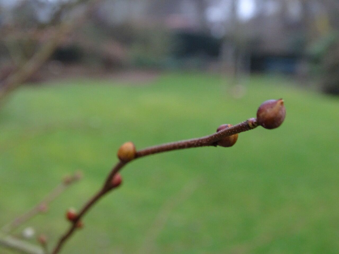 Corylopsis glandulifera — related species from the same genus