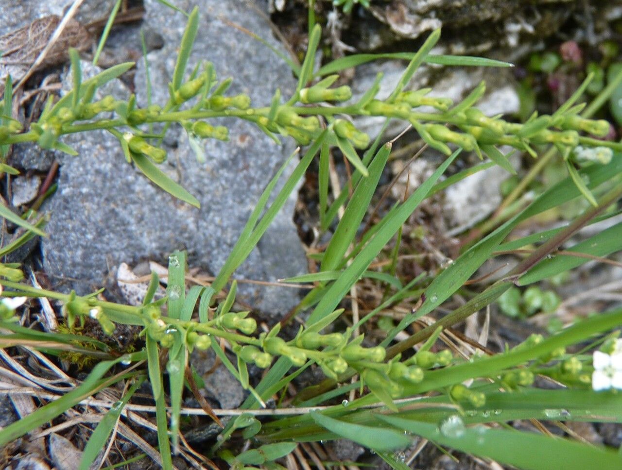 Thesium alpinum fruit