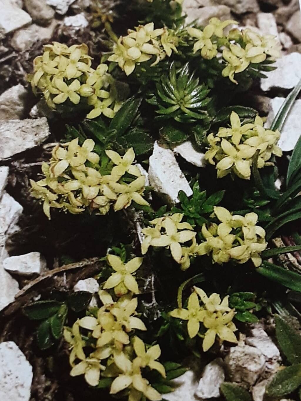 Galium noricum — houseplant care guide