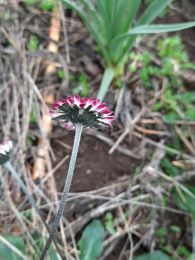 Bellis pappulosa flower