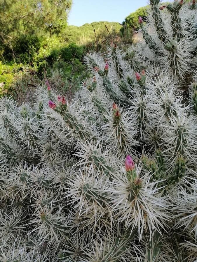 Cylindropuntia tunicata flower