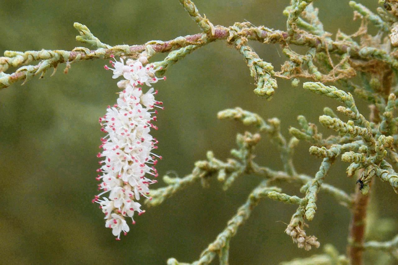 Tamarix senegalensis flower