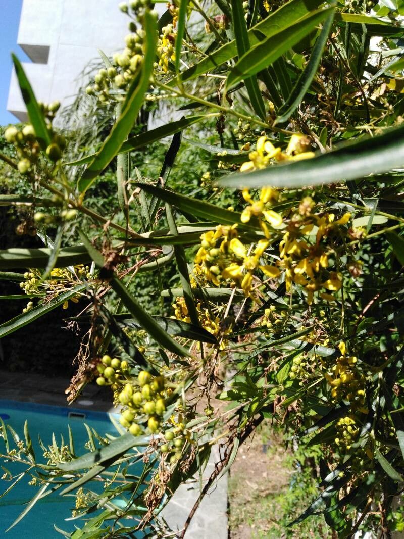Heteropterys glabra flower