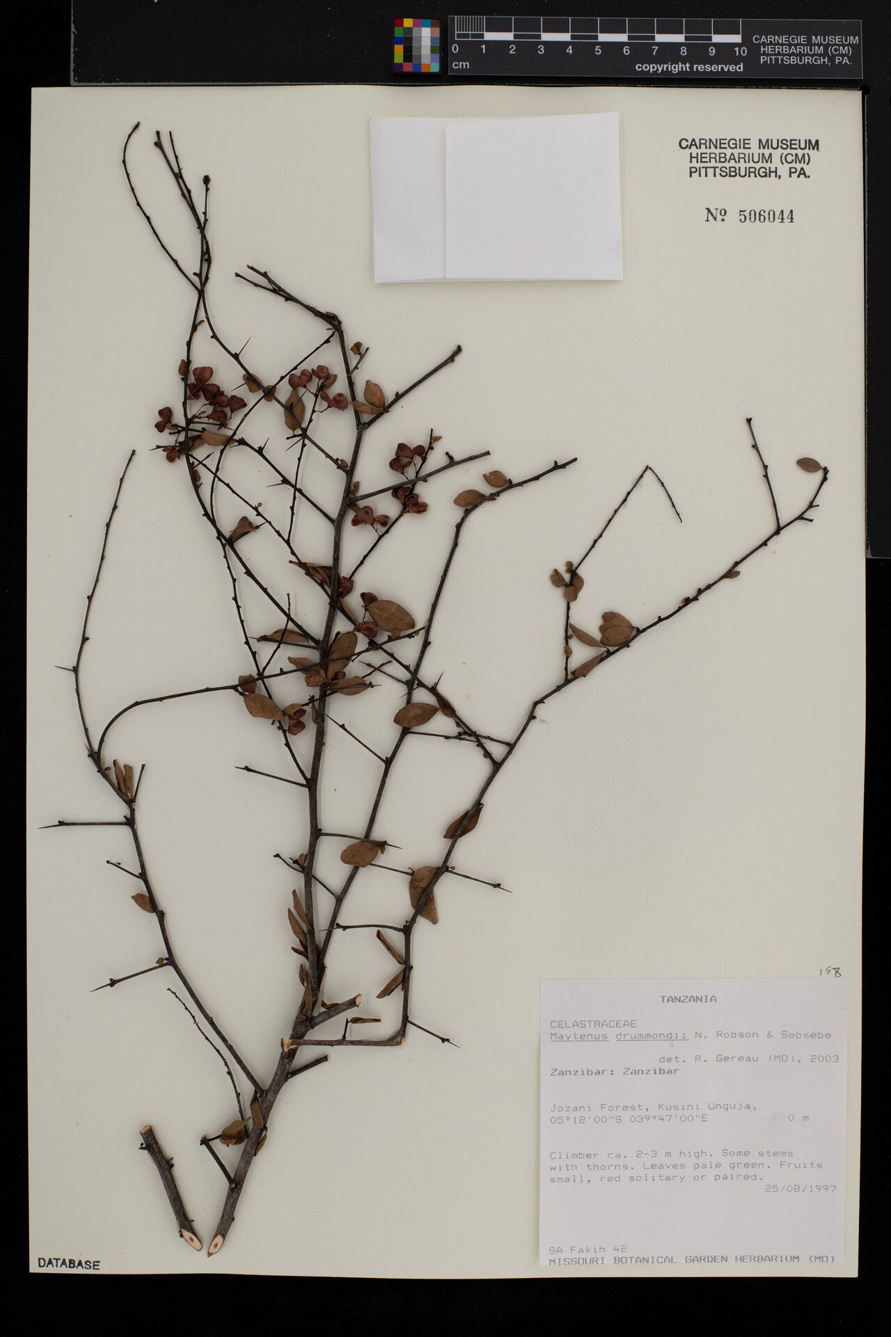 Gymnosporia drummondii — houseplant care guide