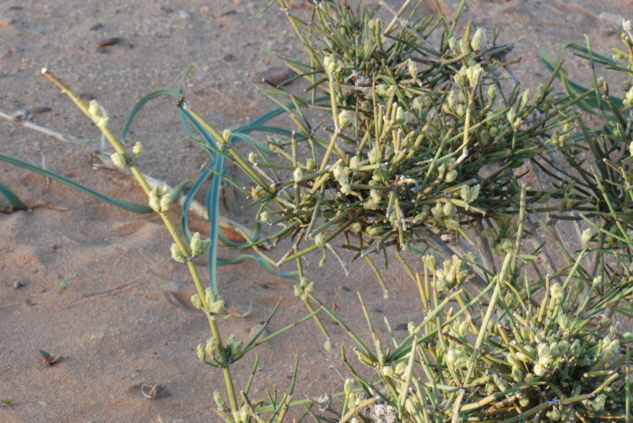 Ephedra alata other